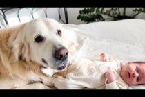 Golden Retriever Shows Love for Newborn Baby