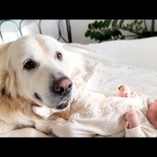 Golden Retriever Shows Love for Newborn Baby