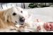 Golden Retriever Shows Love for Newborn Baby