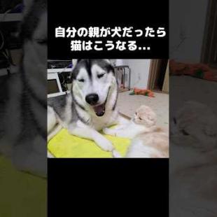 自分の親が犬だったら猫はこうなる...笑#shorts