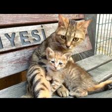 🐱💞 Mother Cat Love! Mother Cat Melts Everyone Down While Loving and Cleaning Her Kitten