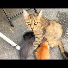 The Compassion of a Homeless Mother Cat: She Nurses and Cleans Her Kittens with Love 😿❤️