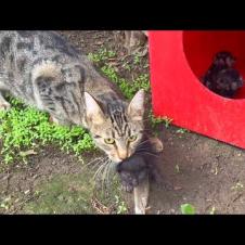 Mother cat adopts orphaned kitten, it will be good for your heart