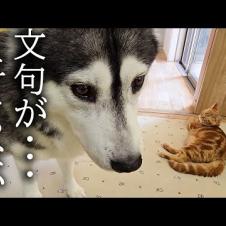 子猫を厳しく叱ったら犬を連れて仕返しにきました...