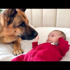 My German Shepherd Became Best Friend for Newborn Baby