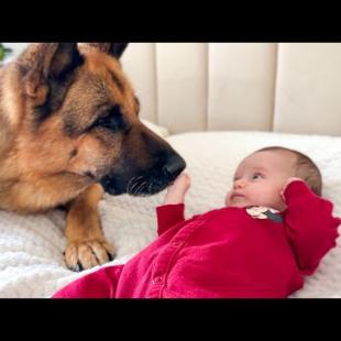 My German Shepherd Became Best Friend for Newborn Baby