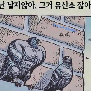 비둘기가 날지 않는 이유