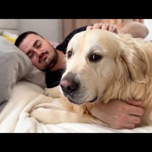 Golden Retriever Demands Attention All The Time!