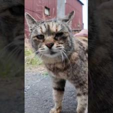 路地裏で出会った猫ちゃん、頭を撫でるとゴロゴロ甘えてきてカワイイ