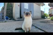 猫島の漁港でナデナデしてたら…フェリー乗り場から猫たちがゾロゾロ集まってきて囲まれた🐾💖