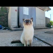 猫島の漁港でナデナデしてたら…フェリー乗り場から猫たちがゾロゾロ集まってきて囲まれた🐾💖
