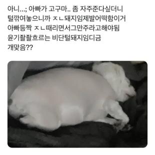 개돼지