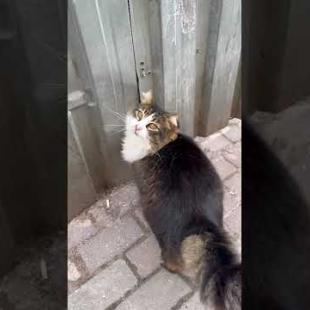 Fat street cat runs around in circles #shorts #catshorts #kitten #cats #cat #catlover #cute