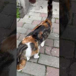 Calico cat loud, melodious meow #catshorts #shorts #cats #cat #kitten #meow #catlovers #cute