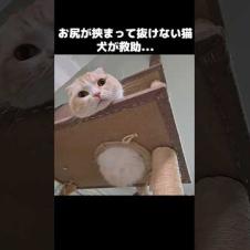 お尻が挟まって抜けない猫を見つけた犬が救助を...#shorts