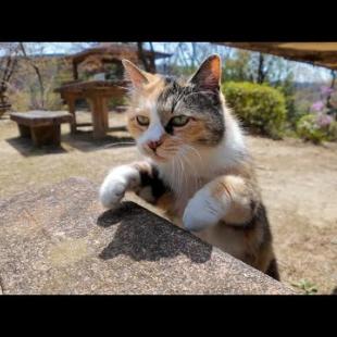 山の上の広場にあるテーブルに着くと猫が隣に座ってきた