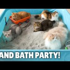 My Cats Enjoyed a Humongous Sand Bath! | Kittisaurus