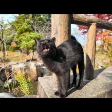 庭園の猫たち集まってきた。足の悪い黒猫ちゃんはちょっとビビり