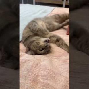 Cat's daily schedule: Sleep, stretch, get ready for sleep 😴🐾#shorts #streetcat #kitten  #cat