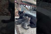 😻💕 Warm Moments! Hungry Kittens Drinking Mother's Milk While Looking at the View #shorts #kitten