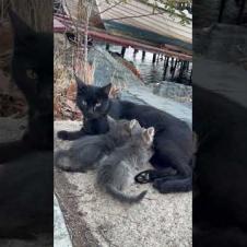 😻💕 Warm Moments! Hungry Kittens Drinking Mother's Milk While Looking at the View #shorts #kitten