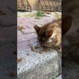 😻 😻 Tabby cats are eating food slowly #shorts #cat #catvideos #animals #cute