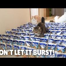 Juice Carpet Challenge! Don’t Let It Burst! | Kittisaurus