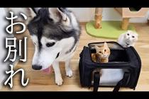 子猫の手術の為病院に向かいます...