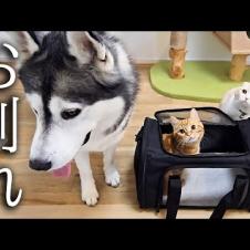 子猫の手術の為病院に向かいます...