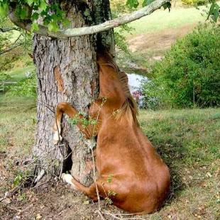 나무틈에 끼인 말