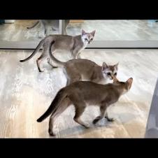 СИНГАПУРСКИЕ КОТЯТА знакомятся с инопланетным котом