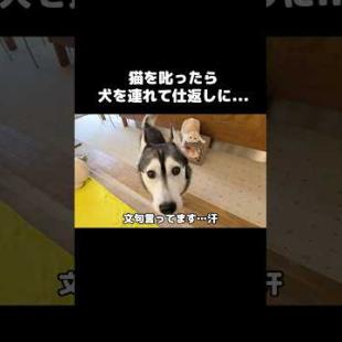 猫を本気で叱ったら犬を連れて仕返しにきた...笑