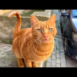 Friendly orange homeless cat waiting for me every day