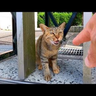 ビビって後退りしていた野良猫、一旦撫でると落ち着いて擦り寄ってきた