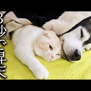 こたつを出したら寒がりな猫と犬が秒でこうなってた...