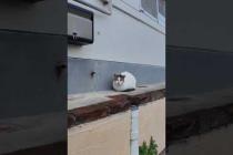 港のレストラン前にいた猫ちゃん、ナデナデすると喜んで足下にスリスリしてきた #ImpressedCatVideo #catisland #猫