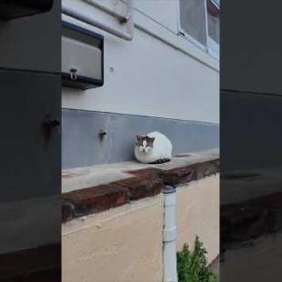 港のレストラン前にいた猫ちゃん、ナデナデすると喜んで足下にスリスリしてきた #ImpressedCatVideo #catisland #猫