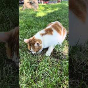 Hungry cat caught the little bird, meow #shorts  #cat #kitten #cute  #mother #animals #kittens