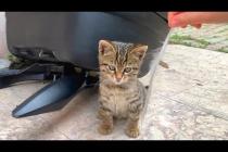 The kitten is rolling on its back on the floor, having a good time playing with us