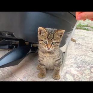 The kitten is rolling on its back on the floor, having a good time playing with us