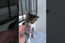 😻💕 Kitten Saying “Love Me!” – Will Melt Your Heart 🐾#shorts #kitten #cat #catlove #cute #animals