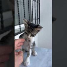 😻💕 Kitten Saying “Love Me!” – Will Melt Your Heart 🐾#shorts #kitten #cat #catlove #cute #animals
