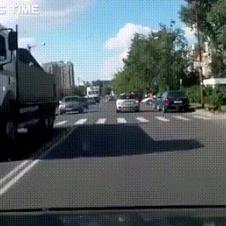 사람보다 교통규칙을 더 잘 지키는 견공