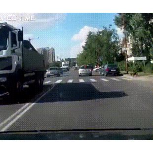 사람보다 교통규칙을 더 잘 지키는 견공