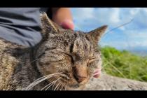 猫島の防波堤で座っていたら…猫が自らモフられに来た!【癒し】