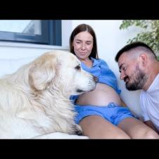 My Funny Dog Protecting Pregnant Women