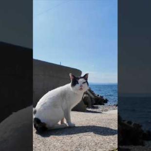 #ImpressedCatVideo #catisland #Cat