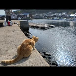 猫島で釣りをすると猫に監視されます