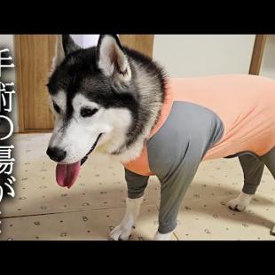 このままでは手術の傷が開いてしまうので術後服を着せたら...