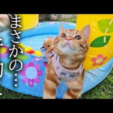生まれて初めてプールに入れてみたら猫と犬達が楽しすぎてこうなった...